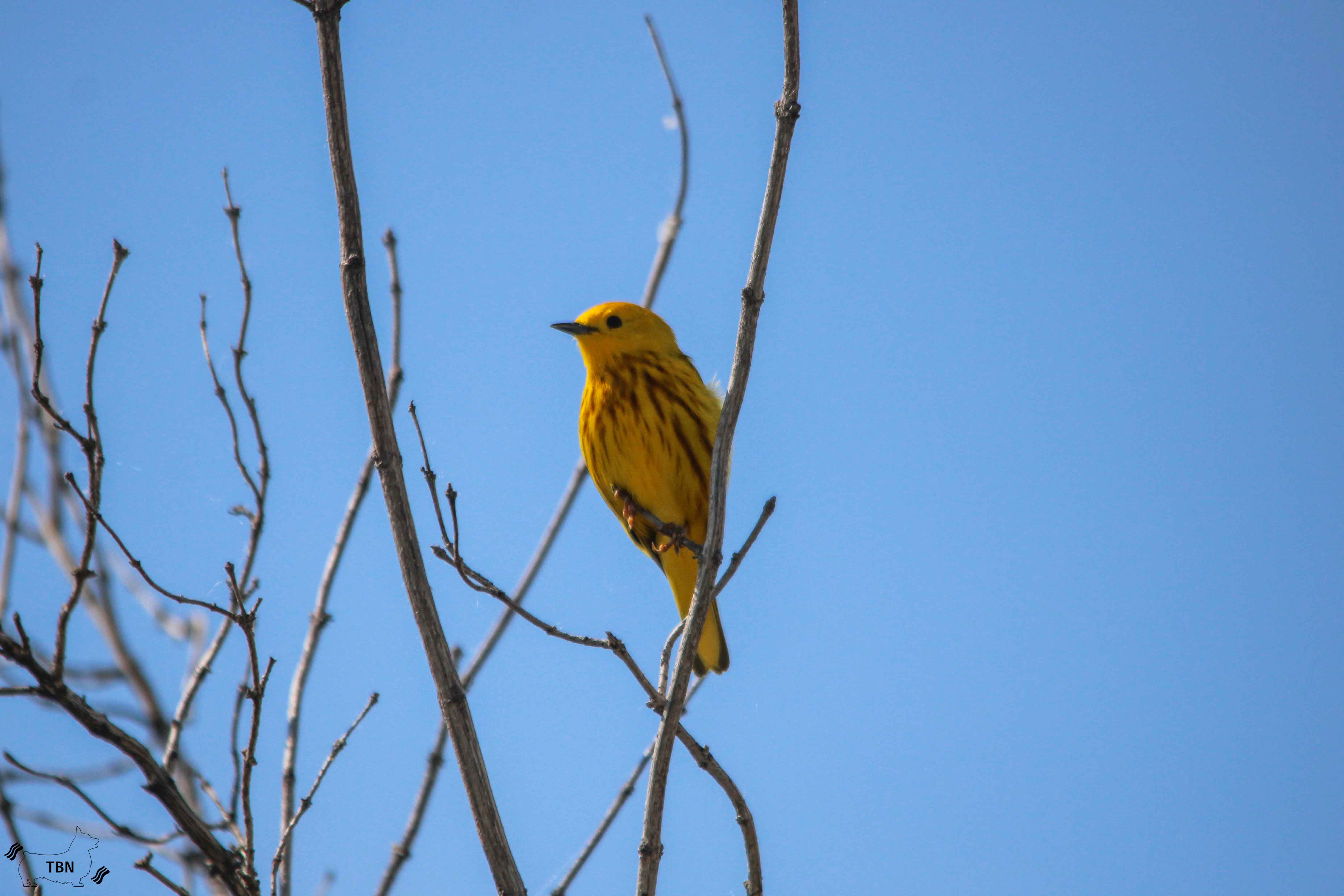 Yellow Warbler